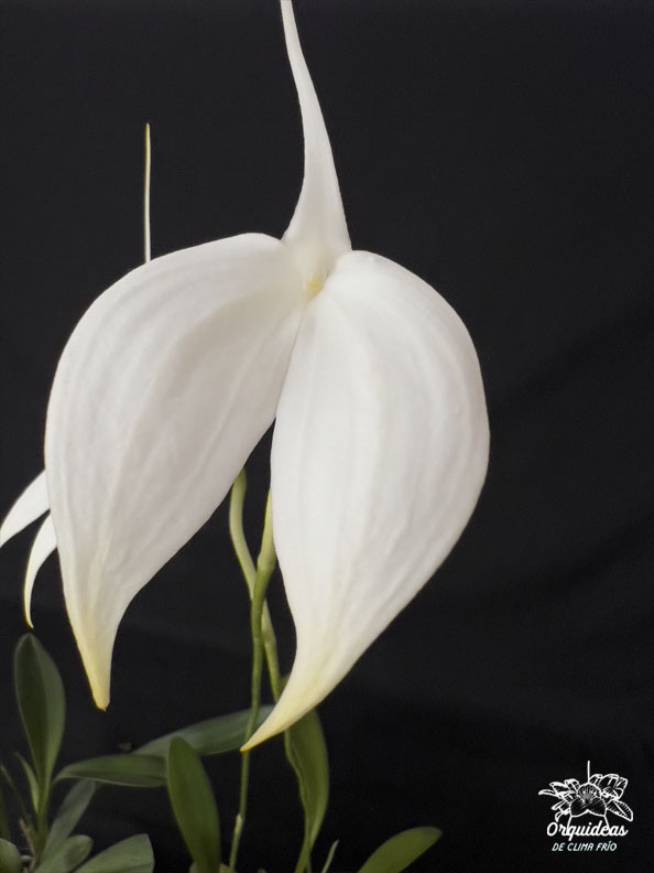 Masdevallia Coccinea Alba
