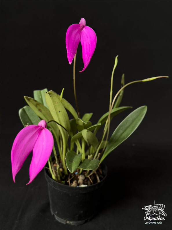 Masdevallia coccinea magenta