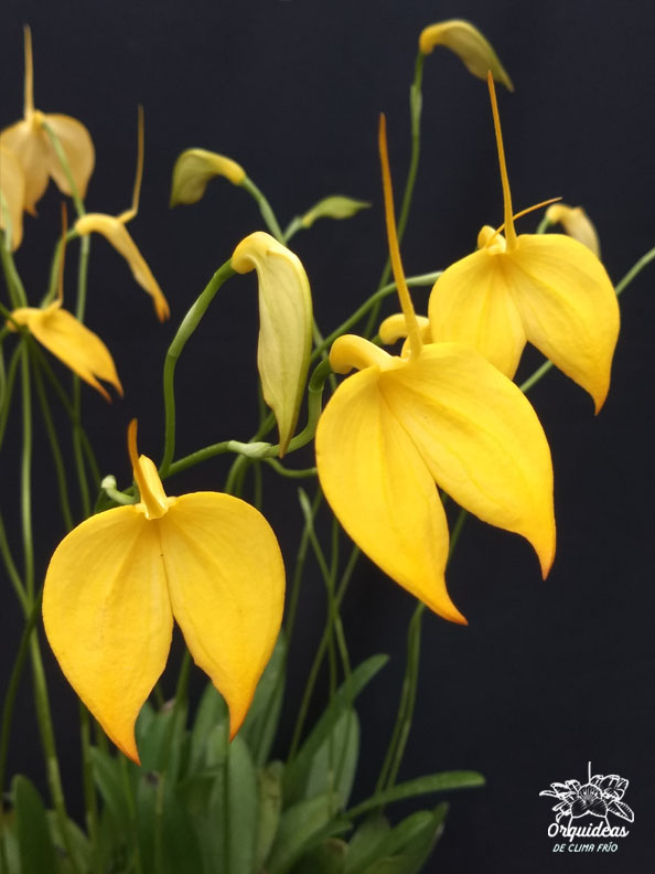 Masdevallia Coccinea Xantina
