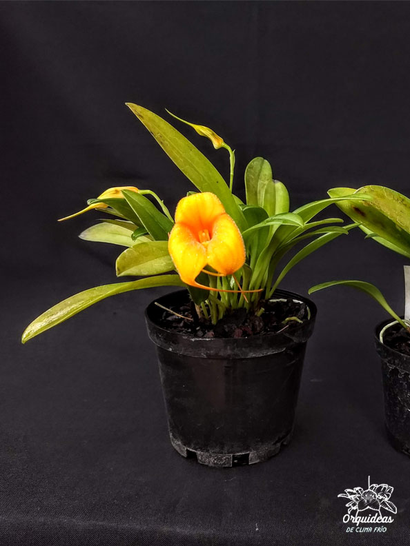 Masdevallia Angel Frost
