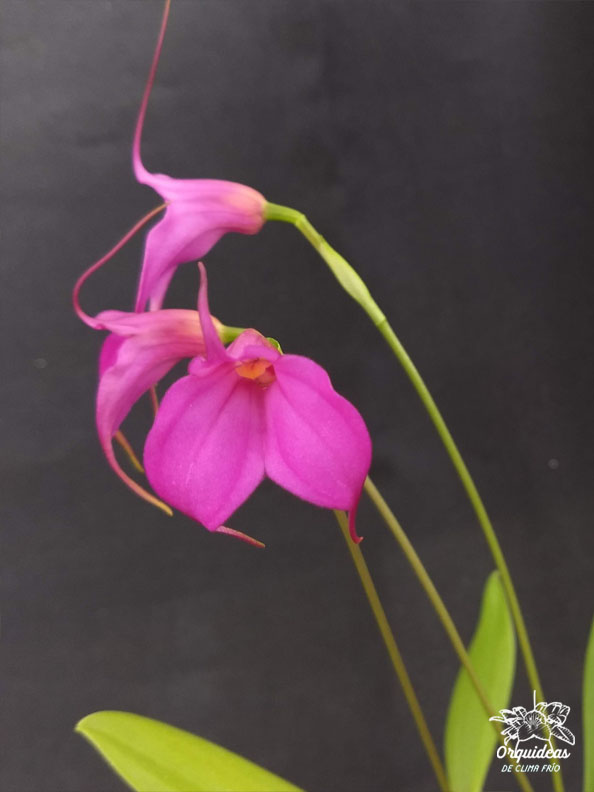 Masdevallia Hossier Pink