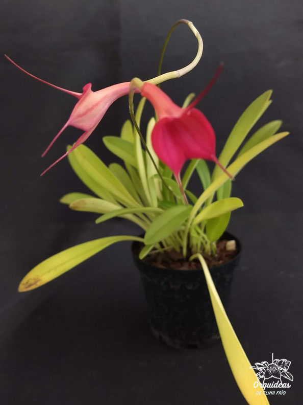 Masdevallia hymenantha