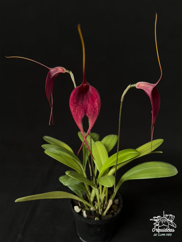 Masdevallia Red Baron