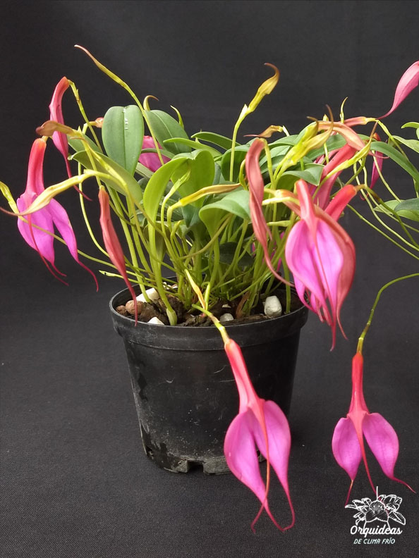 Masdevallia rosea