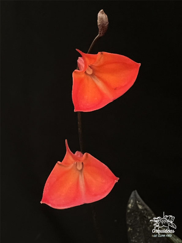 Masdevallia Racemosa