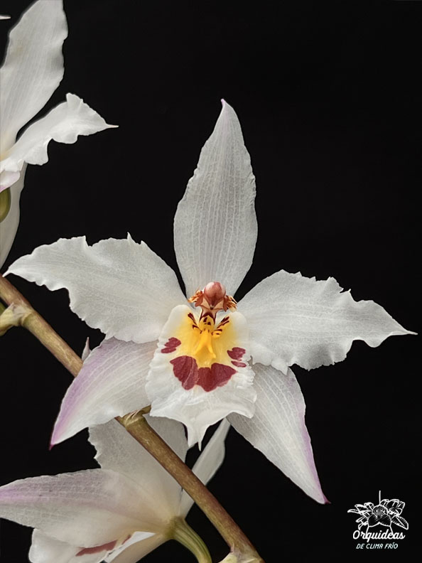 Odontoglossum crispum