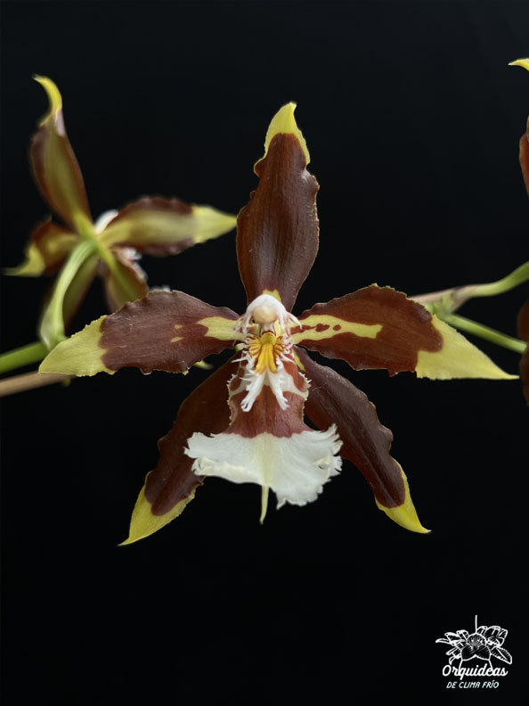 Odontoglossum luteopurpuruem