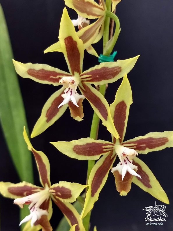 Odontoglossum mirandum