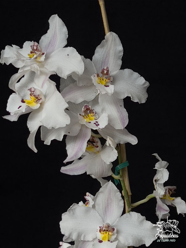 Odontoglossum nobile