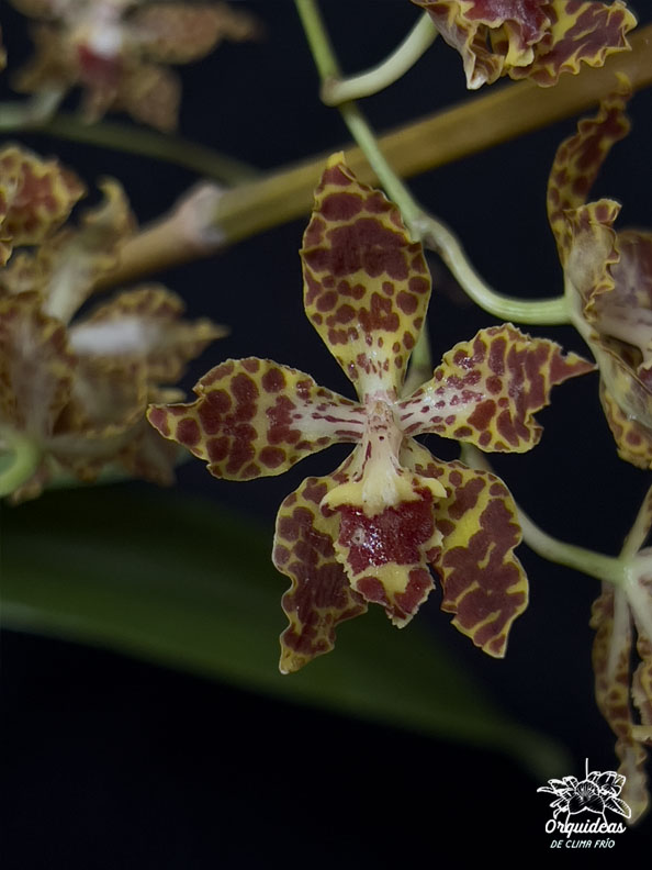 Odontoglossum schillerianum