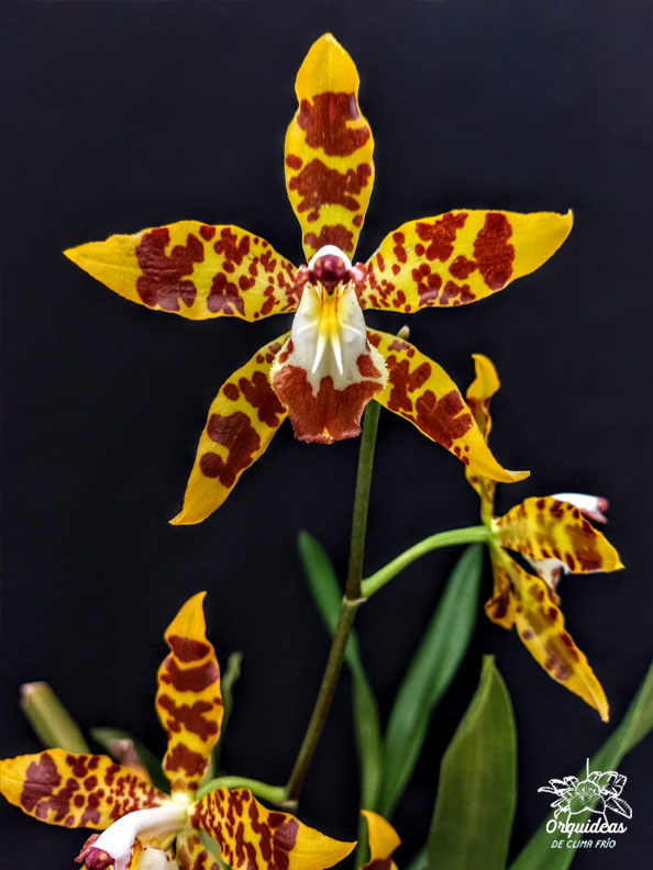 Odontoglossum spectatissimum